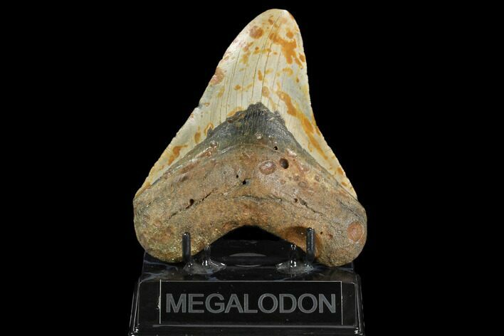 Fossil Megalodon Tooth - North Carolina #124688